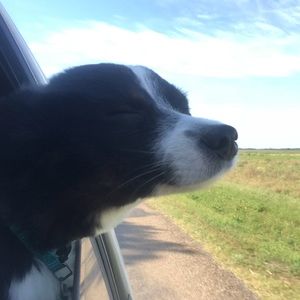 Meet your Posher, Reagan